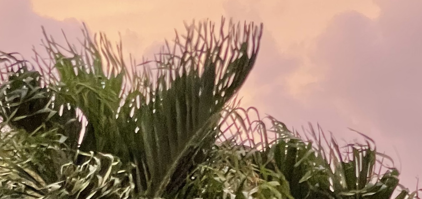 palmier-Saint-Barthelemy